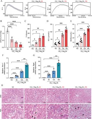 Paving the way ahead: protocol optimization of mouse models in crush syndrome related acute kidney injury research